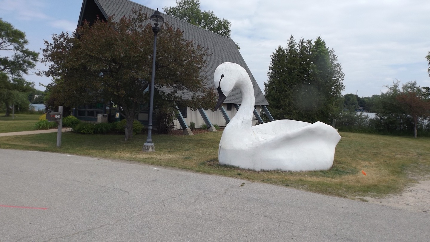 Tulula the Swan, courtesy of Barbara McMichael