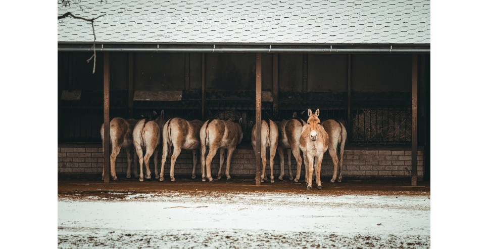 Big Asses Big Asses