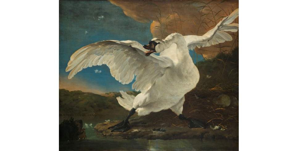 The Threatened Swan by Jan Asselijn The Threatened Swan by Jan Asselijn