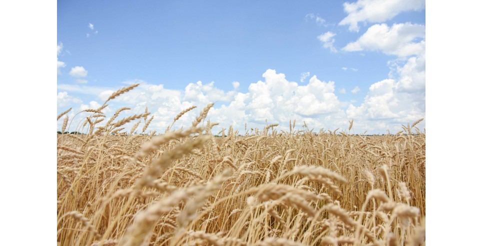 A field of wheat on Mike Starkey's farm in Brownsburg, Indiana (June 28, 2021)– photo credit Carly Whitmore, courtesy of Natural Resources Conservation Service/USDA A field of wheat on Mike Starkey's farm in Brownsburg, Indiana (June 28, 2021)– photo credit Carly Whitmore, courtesy of Natural Resources Conservation Service/USDA